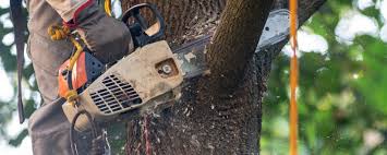 Best Lot and Land Clearing  in Malakoff, TX