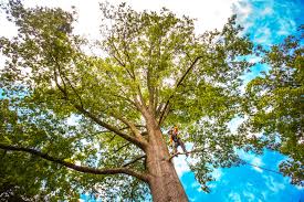 Best Firewood Processing and Delivery  in Malakoff, TX