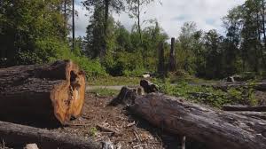 Seasonal Cleanup (Spring/Fall) in Malakoff, TX