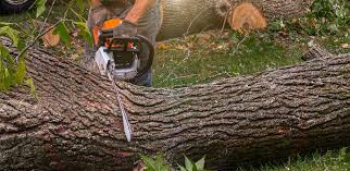 Best Lawn Maintenance Plans  in Malakoff, TX