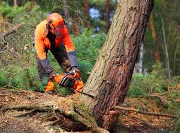 Best Lot and Land Clearing  in Malakoff, TX