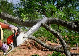 Seasonal Cleanup (Spring/Fall) in Malakoff, TX