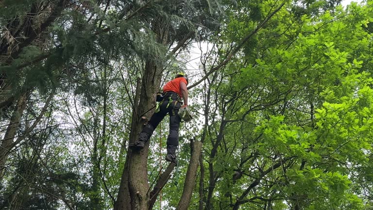 Best Seasonal Cleanup (Spring/Fall)  in Malakoff, TX