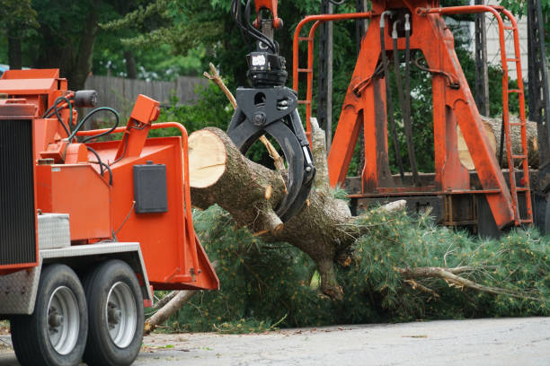 How Our Tree Care Process Works  in  Malakoff, TX