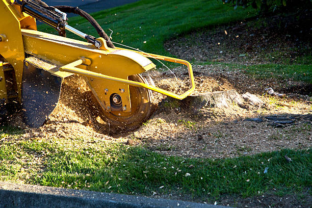 Malakoff, TX Tree Services Company
