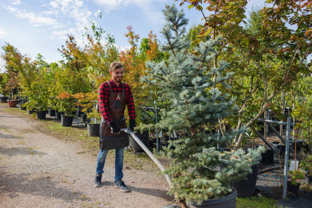Best Tree Disease Treatment  in Malakoff, TX