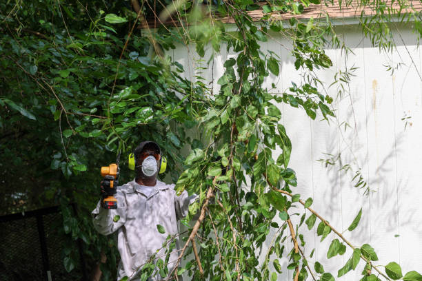 Best Tree and Shrub Care  in Malakoff, TX