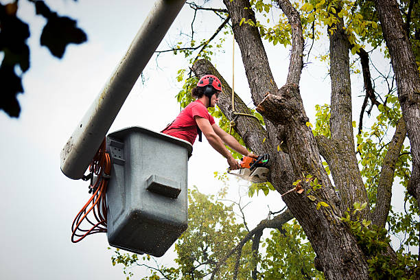 Best Tree Risk Assessment  in Malakoff, TX