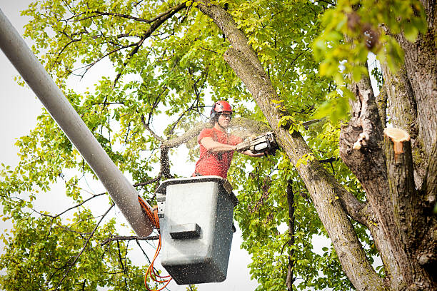 Best Emergency Tree Removal  in Malakoff, TX