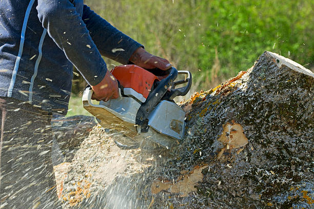 Best Storm Damage Tree Cleanup  in Malakoff, TX