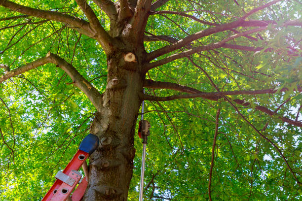 How Our Tree Care Process Works  in  Malakoff, TX